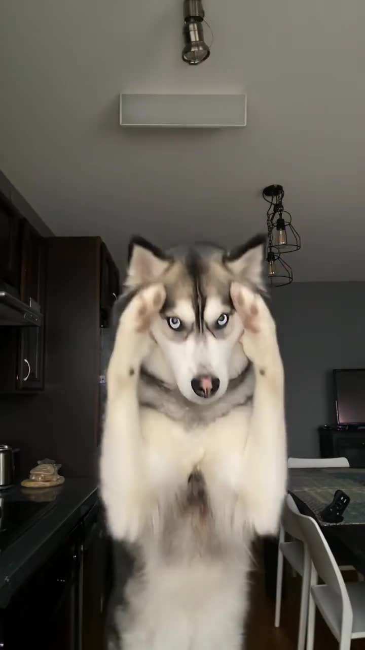 Pet 1