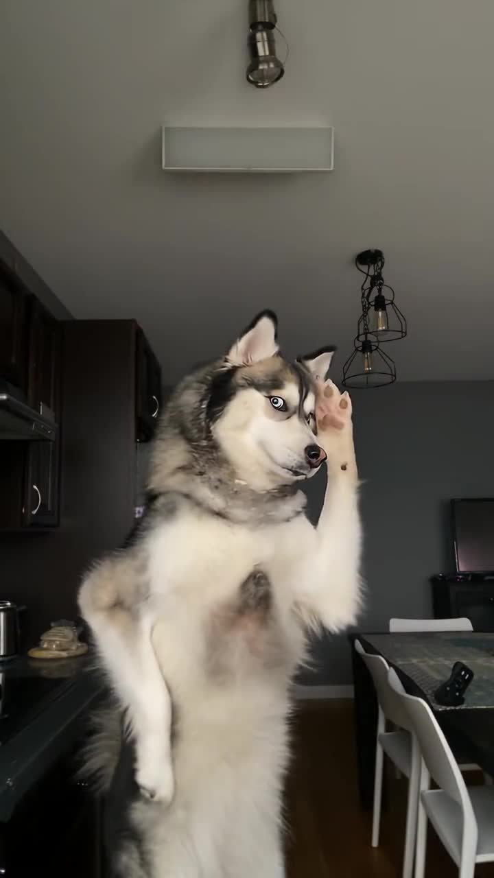 Pet 2